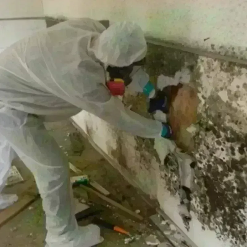 Mold Remediation and Removal in Graysville, TN